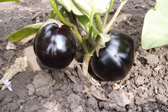 Плоды сорта «Монти» имеют нетипичную форму для этих овощей – округлую с едва заметной ребристостью.