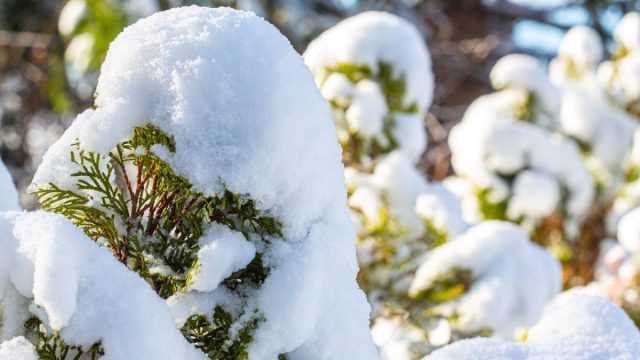 Если снега выпало много, лучше его аккуратно стряхнуть, во избежание переломов веток. Если снега выпало много, лучше его аккуратно стряхнуть, во избежание переломов веток.