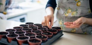 Лунный календарь садовых и огородных работ на февраль 2025 года.
