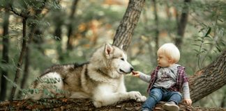 От кого на самом деле произошли собаки? Самые популярные теории.