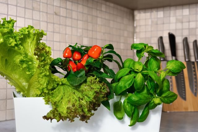 Дома хорошо растёт микрозелень и листовая зелень: кудрявая капуста, мангольд, пак-чой, подсолнечник, амарант, редис и другие. Дома хорошо растёт микрозелень и листовая зелень: кудрявая капуста, мангольд, пак-чой, подсолнечник, амарант, редис и другие.
