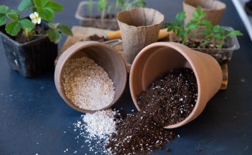 Перлит и вермикулит: чем отличаются и как их правильно использовать Перлит и вермикулит: чем отличаются и как их правильно использовать.