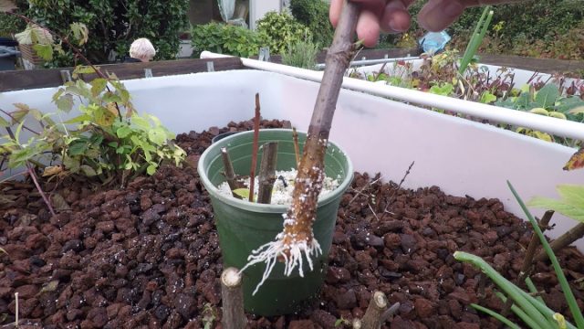 Планируете размножать растения черенками? В этом случае вам лучше подойдет смесь с большим содержанием перлита без почвы. Планируете размножать растения черенками? В этом случае вам лучше подойдет смесь с большим содержанием перлита без почвы.