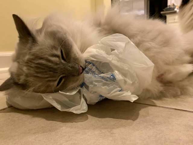 Звуки, которые издают пакеты, очень привлекают кошек. Им кажется, что внутри пакета что-то прячется и шевелится, от этого он и шуршит. Звуки, которые издают пакеты, очень привлекают кошек. Им кажется, что внутри пакета что-то прячется и шевелится, от этого он и шуршит.