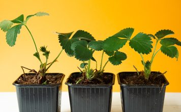 Правила выращивания клубники из семян — проще, чем кажется Правила выращивания клубники из семян — проще, чем кажется.