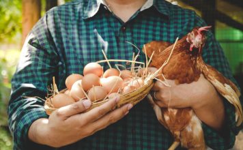 Тест: Почему ваши куры не несутся? Самые частые ошибки птицевода Тест: Почему ваши куры не несутся? Самые частые ошибки птицевода