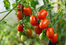 10 самых вкусных сортов томатов черри для огорода, теплицы и дома.