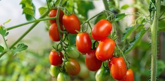 10 самых вкусных сортов томатов черри для огорода, теплицы и дома.