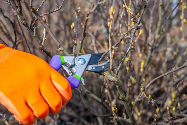 Что нельзя делать садоводам и огородникам в марте. Что нельзя делать садоводам и огородникам в марте.