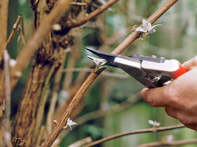 Основную обрезку деревьев и кустарников проводят в марте, но делать это нужно своевременно. Ошибка – проводить процедуру в морозы или слишком поздно. Основную обрезку деревьев и кустарников проводят в марте, но делать это нужно своевременно. Ошибка – проводить процедуру в морозы или слишком поздно.