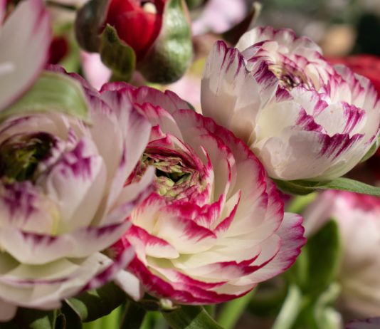 Ранункулюс — цветок 2025 года. Всё о посадке и лучших сортах