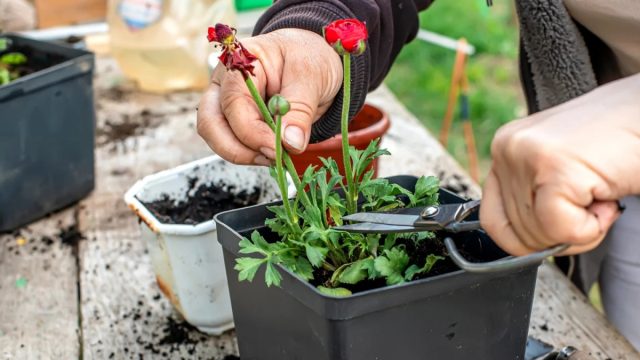 Когда надземная часть отомрет и до первых осенних заморозков, т.е. в середине августа - начале сентября, корневища выкапывают и готовят к зимовке. Когда надземная часть отомрет и до первых осенних заморозков, т.е. в середине августа - начале сентября, корневища выкапывают и готовят к зимовке.