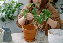 Хотите удачно размножить комнатные растения? Не совершайте этих ошибок!