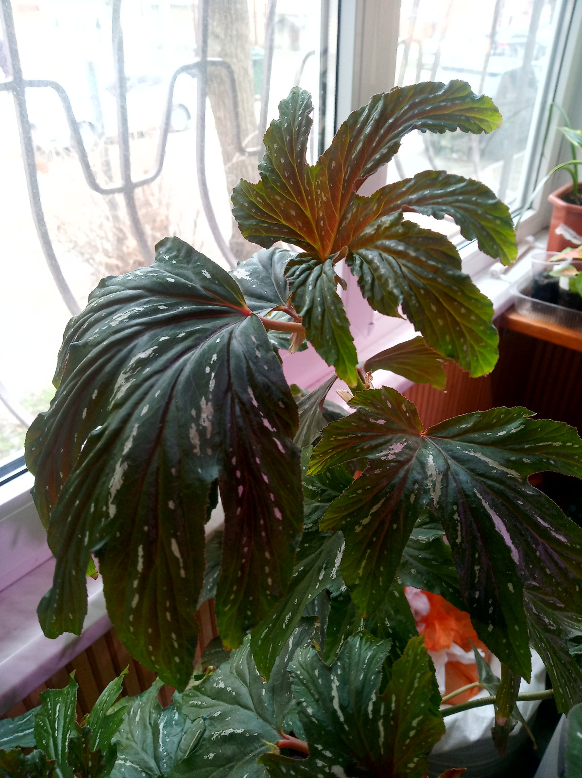 img_20250216_1317081