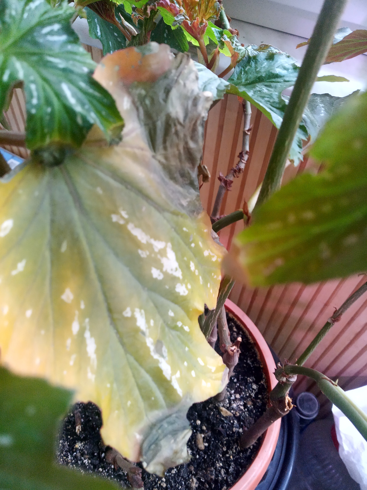 img_20250216_1317551