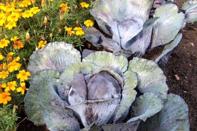 Капуста – это один из самых важных ингредиентов борщей. Она является основным наполнителем, придавая блюду густоту и формируя вкусовой тон заднего плана.