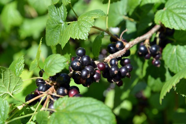 Чёрная смородина (Ribes nigrum) – одна из самых популярных и любимых ягодных культур. Она ценится за неприхотливость, скороплодность, урожайность, отменный вкус. Чёрная смородина (Ribes nigrum) – одна из самых популярных и любимых ягодных культур. Она ценится за неприхотливость, скороплодность, урожайность, отменный вкус.