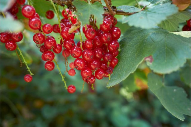 Хотя красная смородина (Ribes rubrum) менее популярна, чем чёрная, но у неё есть немало преимуществ. Хотя красная смородина (Ribes rubrum) менее популярна, чем чёрная, но у неё есть немало преимуществ.