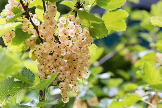 Белая смородина (Ribes rubrum) - разновидность красной и встречается в любительских садах ещё реже своей яркоокрашенной родственницы. А между тем её ягоды менее кислые и содержание пектиновых веществ в них выше. Белая смородина (Ribes rubrum) - разновидность красной и встречается в любительских садах ещё реже своей яркоокрашенной родственницы. А между тем её ягоды менее кислые и содержание пектиновых веществ в них выше.