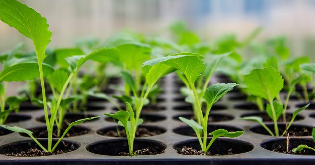 Правила выращивания здоровой и сильной рассады капусты. Правила выращивания здоровой и сильной рассады капусты.