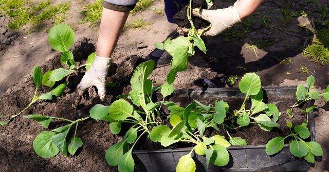 Возможность выращивать практически любые разновидности и сорта капусты с получением продукции в разумные сроки – это и есть главный плюс собственной рассады. Возможность выращивать практически любые разновидности и сорта капусты с получением продукции в разумные сроки – это и есть главный плюс собственной рассады.