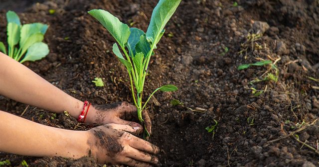 Да, поздняя капуста сначала развивается быстро, но у неё более длительный период достижения технической спелости. Да, поздняя капуста сначала развивается быстро, но у неё более длительный период достижения технической спелости.