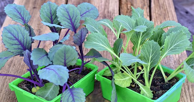 Капуста очень не любит кислые субстраты. А торф, даже низинный, обладает повышенной кислотностью. Поэтому его обязательно нужно нейтрализовать, например, доломитовой мукой. Капуста очень не любит кислые субстраты. А торф, даже низинный, обладает повышенной кислотностью. Поэтому его обязательно нужно нейтрализовать, например, доломитовой мукой.