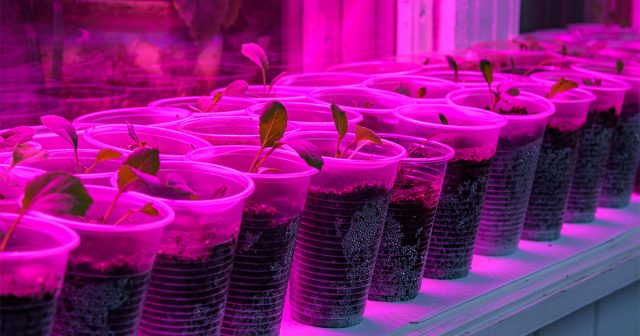 Лучше всего поставить контейнеры подальше от радиаторов, в самое прохладное место и досвечивать их фитолампами. Лучше всего поставить контейнеры подальше от радиаторов, в самое прохладное место и досвечивать их фитолампами.