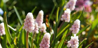 Всё о мускари: правила агротехники и лучшие сорта
