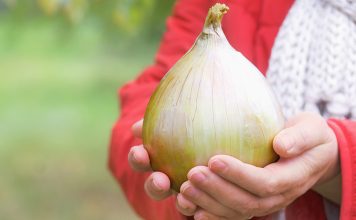 Все правила выращивания рассады репчатого лука «Эксибишен» Все правила выращивания рассады репчатого лука «Эксибишен».