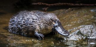 Животное из сказки: 11 удивительных фактов об утконосах, которые вы не знали.