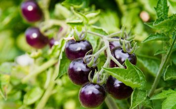 7 овощей, которые я категорически не рекомендую выращивать 7 овощей, которые я категорически не рекомендую выращивать.