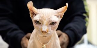 Булли кэт — новая порода котов, которая пугает даже ветеринаров.