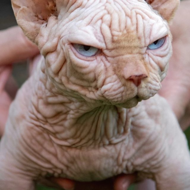 Также у котов-бульдогов чуть более выраженная мускулатура. Наблюдается брахицефальная форма черепа, то есть ширина головы больше её длины, а лицевая часть слегка “приплюснута”. Также у котов-бульдогов чуть более выраженная мускулатура. Наблюдается брахицефальная форма черепа, то есть ширина головы больше её длины, а лицевая часть слегка “приплюснута”.