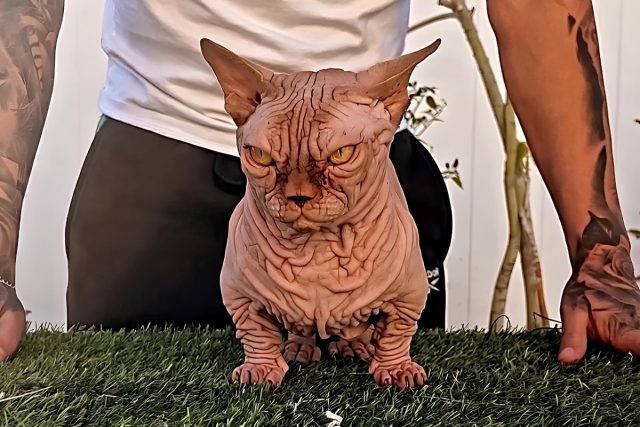 У них очень короткие лапы, широко расставленные и сильно искривлённые. Именно этот признак делает котов внешне похожими на собак бульдогов. У них очень короткие лапы, широко расставленные и сильно искривлённые. Именно этот признак делает котов внешне похожими на собак бульдогов.