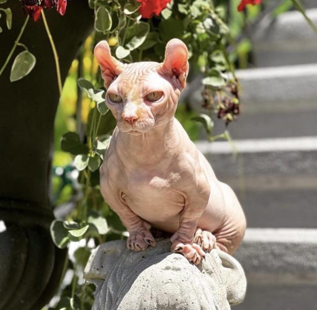 Из-за такого большого количества проблем со здоровьем ветврачи считают, что булли кэты могут жить всего около 6-7 лет. Из-за такого большого количества проблем со здоровьем ветврачи считают, что булли кэты могут жить всего около 6-7 лет.