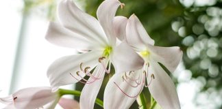 Цветущие комнатные луковичные и правила их размножения.