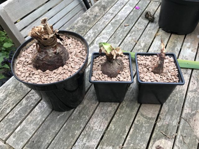 С января они высаживаются в горшки. Детки следует подготовить к выгонке, как и рассаду только второй осенью. С января они высаживаются в горшки. Детки следует подготовить к выгонке, как и рассаду только второй осенью.