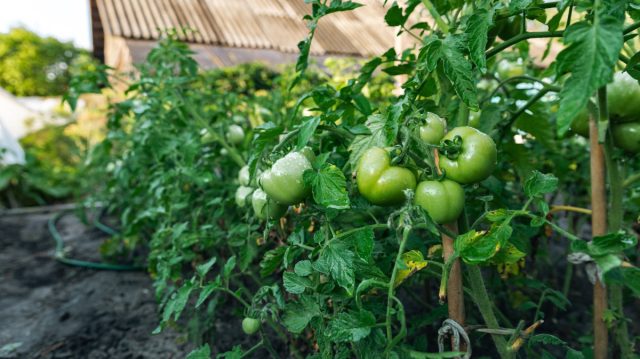 Нередко возникают ситуации, когда уже пора собирать урожай, а плоды хоть и выросли, но остались зелёными и не спешат созревать.