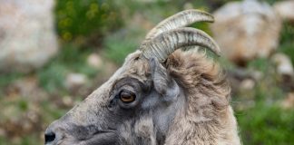 Коза лысеет: норма или признак болезни? - Козы, овцы и другой мелкий рогатый скот Коза лысеет: норма или признак болезни?