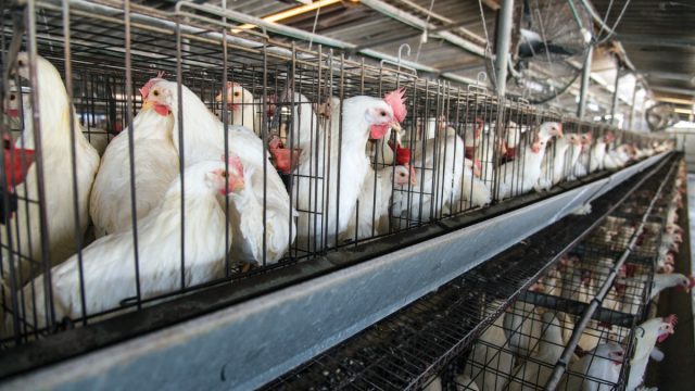 При клеточном содержании чаще всего в рабочем стаде нет петухов. При клеточном содержании чаще всего в рабочем стаде нет петухов.