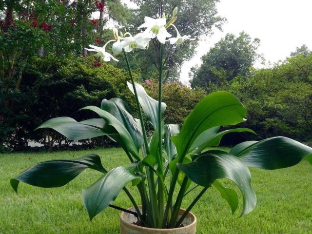 В сухой сезон растение закладывает цветочные почки (в прогретой почве!), к окончанию дождливого - цветёт. В сухой сезон растение закладывает цветочные почки (в прогретой почве!), к окончанию дождливого - цветёт.