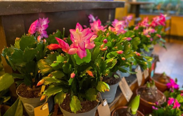 В начале лета (у них там, в Бразилии, - ноябрь-декабрь), с увеличением светового дня до 13 часов, шлюмбергера начинает цвести. В начале лета (у них там, в Бразилии, - ноябрь-декабрь), с увеличением светового дня до 13 часов, шлюмбергера начинает цвести.