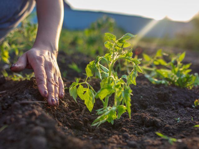 Основы ухода за рассадой при пересадке в открытый грунт.