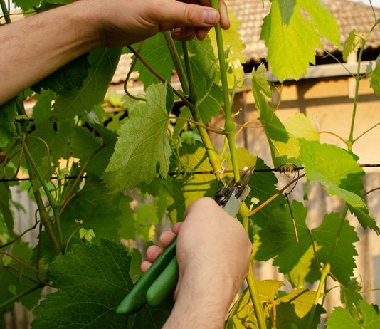 Подробная инструкция по укоренению черенков винограда - АО «ГАРДЕН» Подробная инструкция по укоренению черенков винограда.