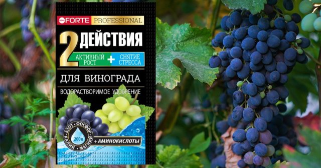 Саженцы в контейнерах можно начать подкармливать Удобрением водорастворимым Для винограда с аминокислотами уже спустя 2 недели после посадки. Саженцы в контейнерах можно начать подкармливать Удобрением водорастворимым Для винограда с аминокислотами уже спустя 2 недели после посадки.