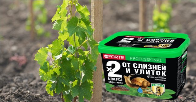Одними из самых распространенных вредителей, поражающих кусты, являются моллюски. Для их уничтожения используйте Супер гранулы от слизней и улиток в шейкере. Одними из самых распространенных вредителей, поражающих кусты, являются моллюски. Для их уничтожения используйте Супер гранулы от слизней и улиток в шейкере.