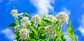 Потрясающая джонджоли: лучшая закуска из клекачки.