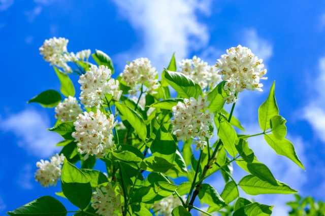 Клекачка — редкий кустарник для красоты сада и изысканных закусок