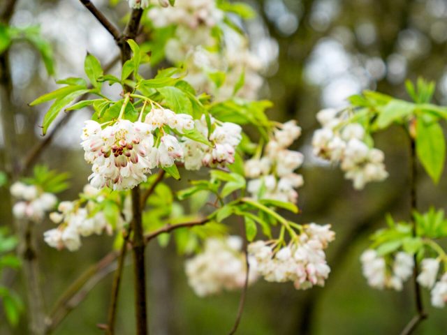 Клекачка колхидская (Staphylea colchica), именно она и называется джонджоли.